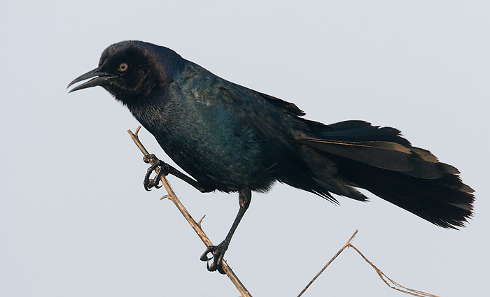 Boat-tailed Grackle