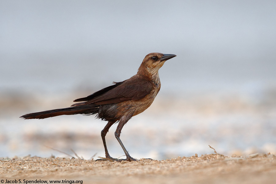 Boat-tailed Grackle