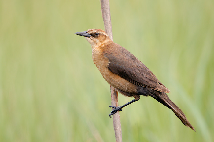 Boat-tailed Grackle