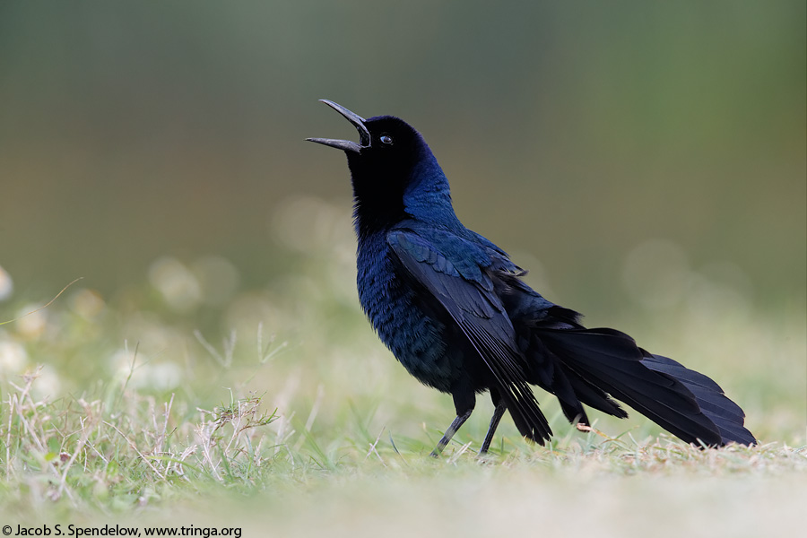 Boat-tailed Grackle