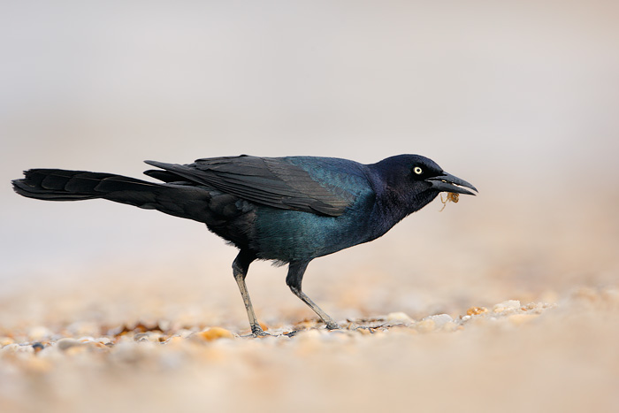 Boat-tailed Grackle