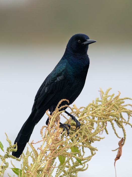 Boat-tailed Grackle