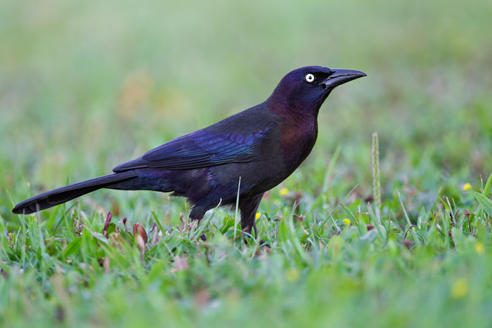 Common Grackle