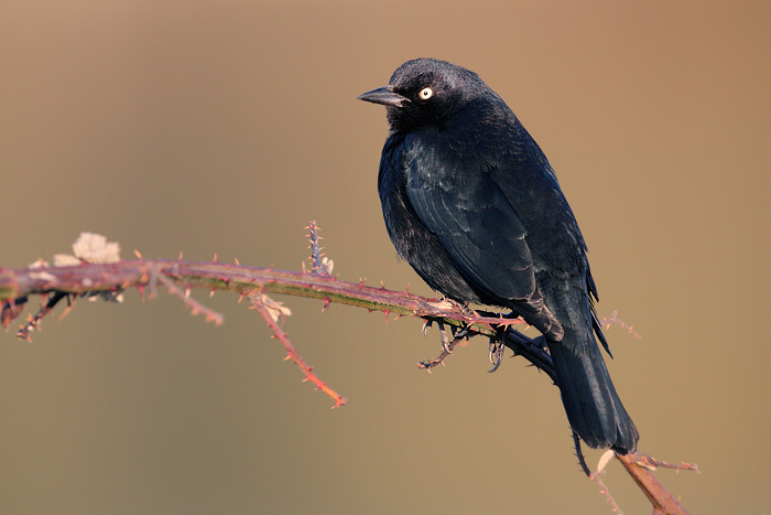 Brewer's Blackbird