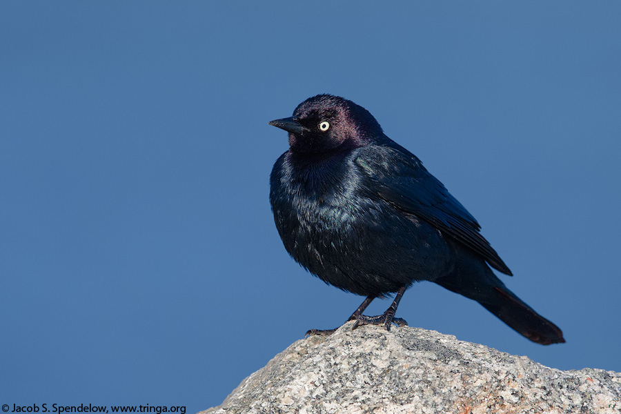 Brewer's Blackbird