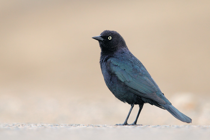 Brewer's Blackbird