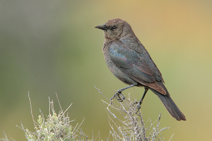 Brewer's Blackbird