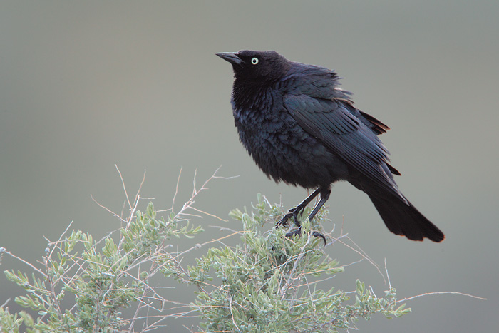 Brewer's Blackbird