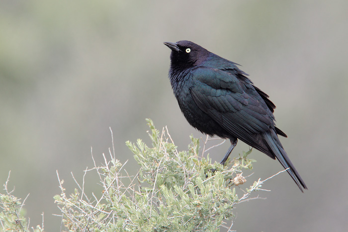 Brewer's Blackbird