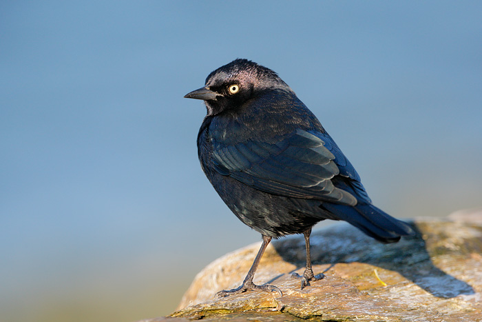 Brewer's Blackbird