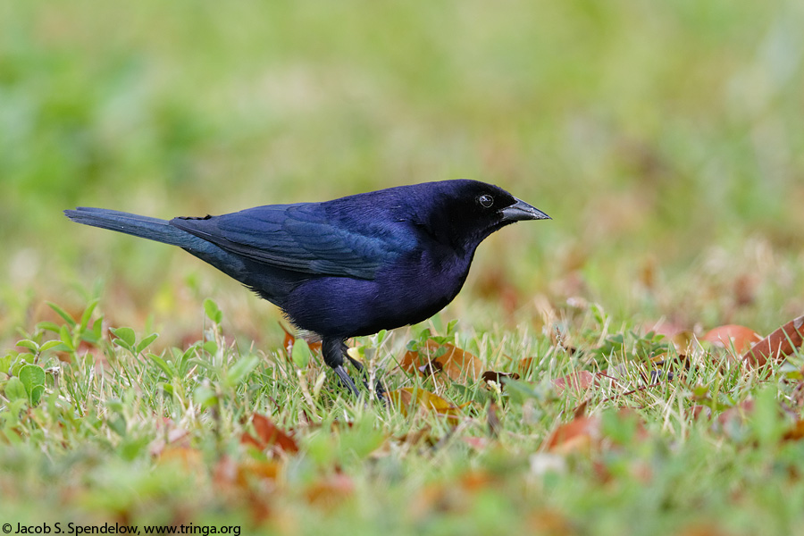 Shiny Cowbird