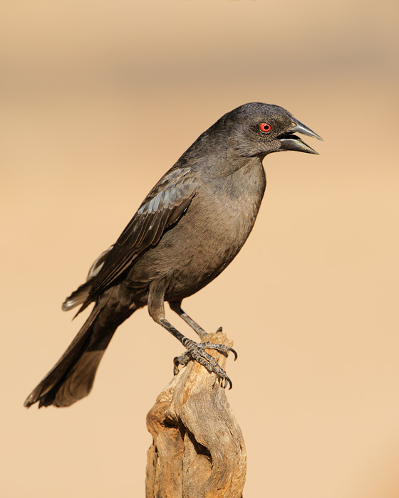 Bronzed Cowbird