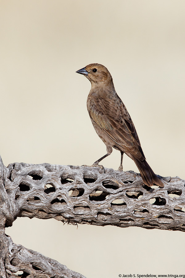 Brown-headed Cowbird