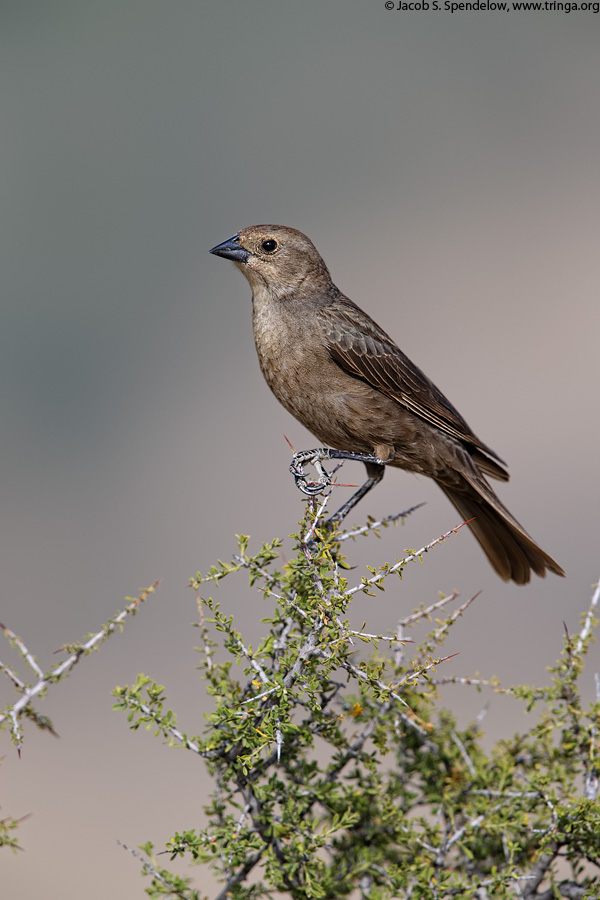 Brown-headed Cowbird