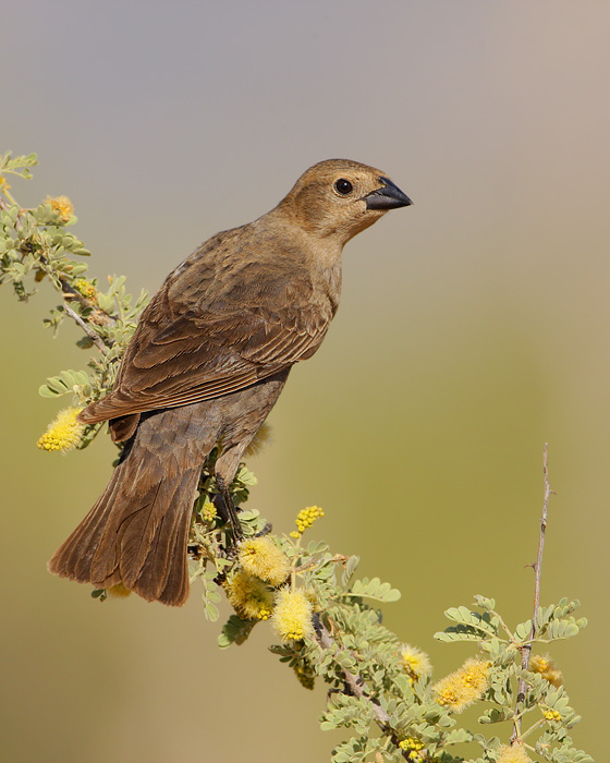 Brown-headed Cowbird