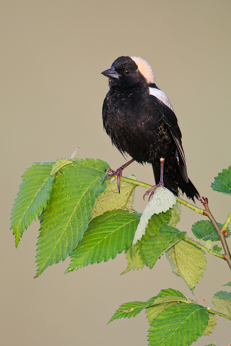 Bobolink