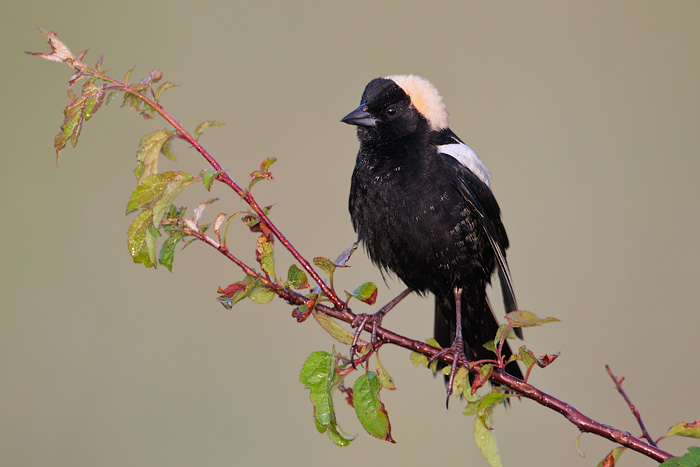 Bobolink