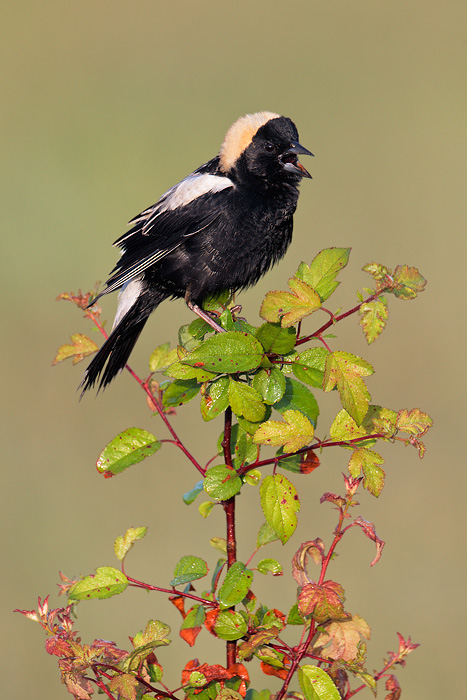 Bobolink