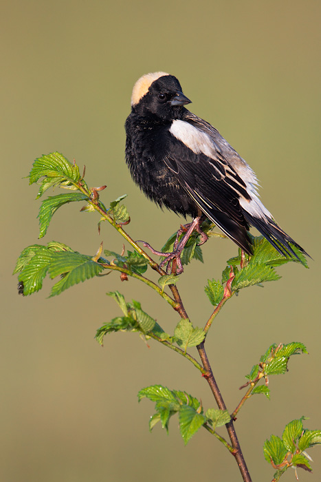 Bobolink