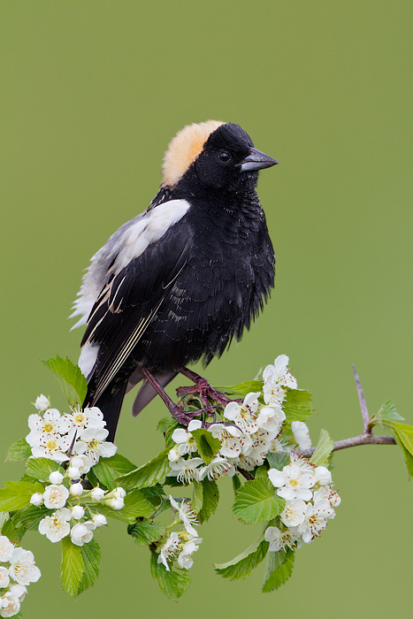 Bobolink