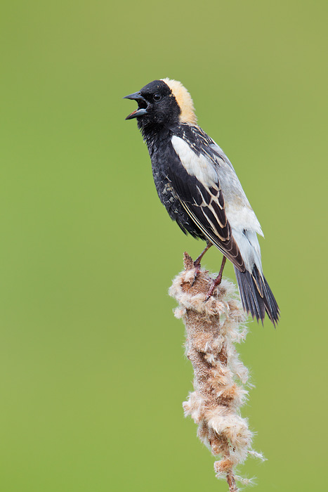 Bobolink