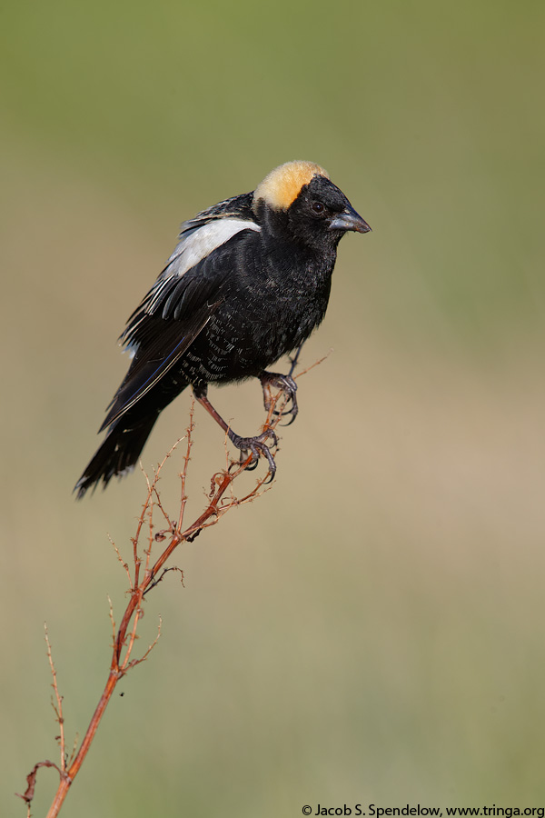 Bobolink