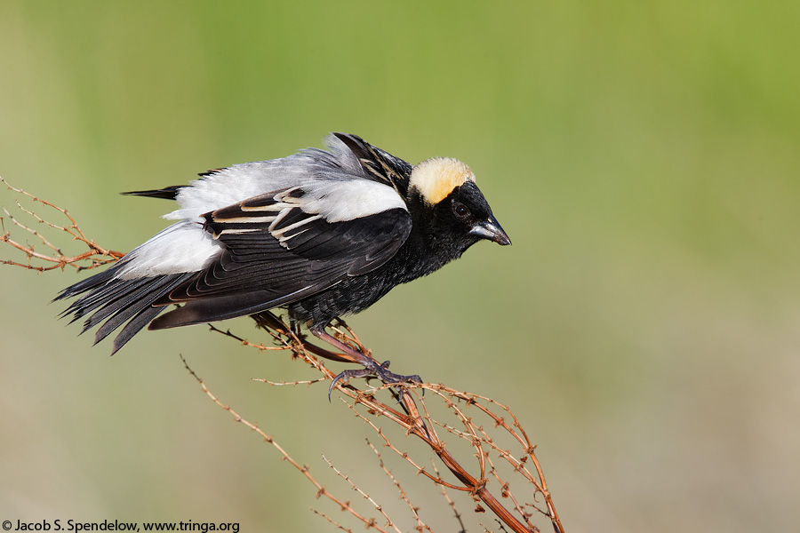 Bobolink