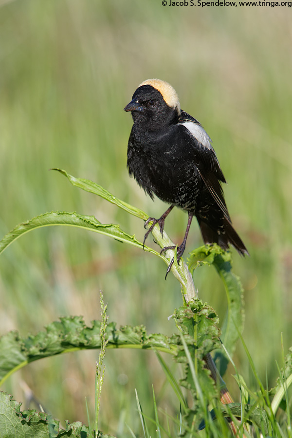 Bobolink