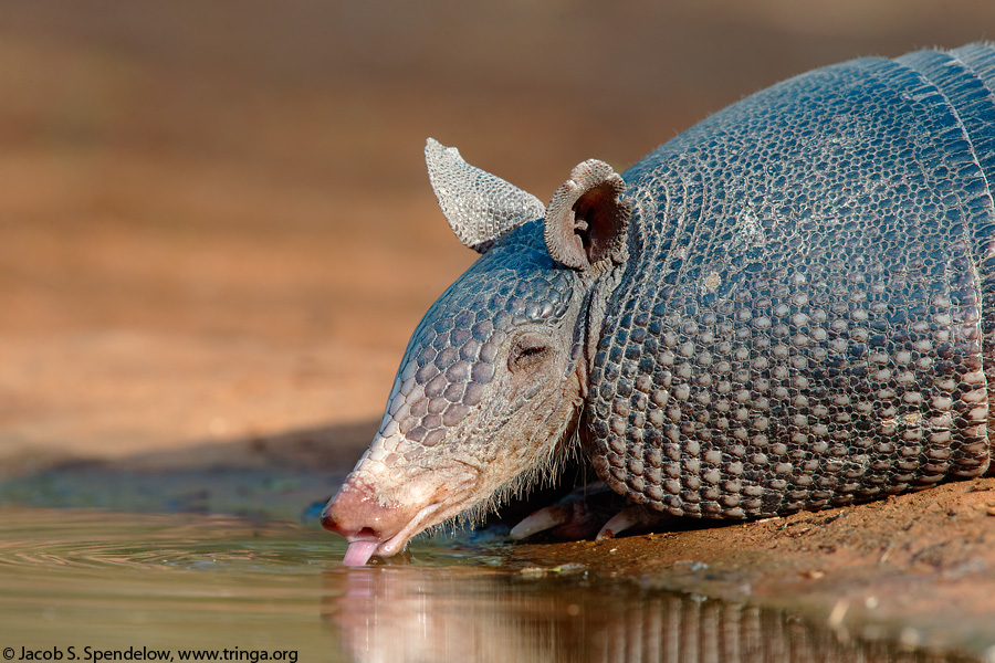 Nine-banded Armadillo