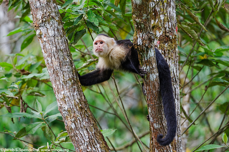 White-headed Capuchin