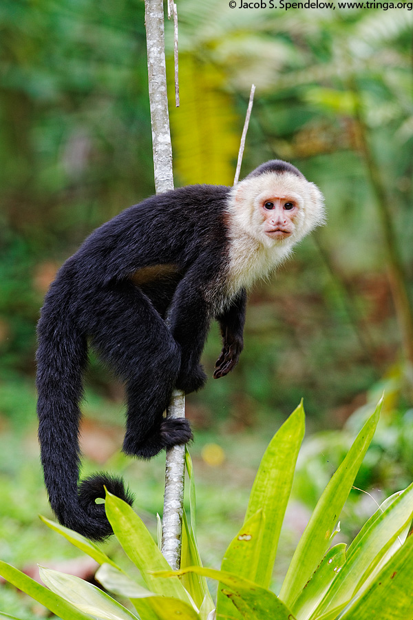 White-headed Capuchin