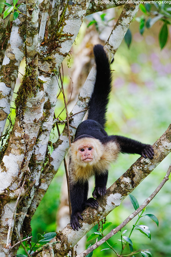 White-headed Capuchin