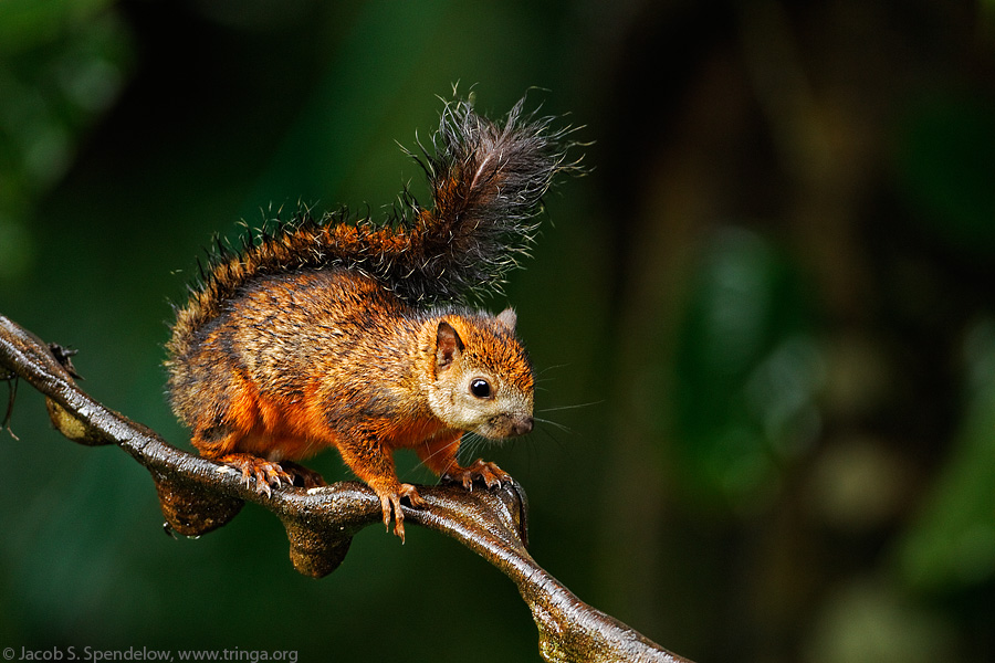 Variegated Squirrel