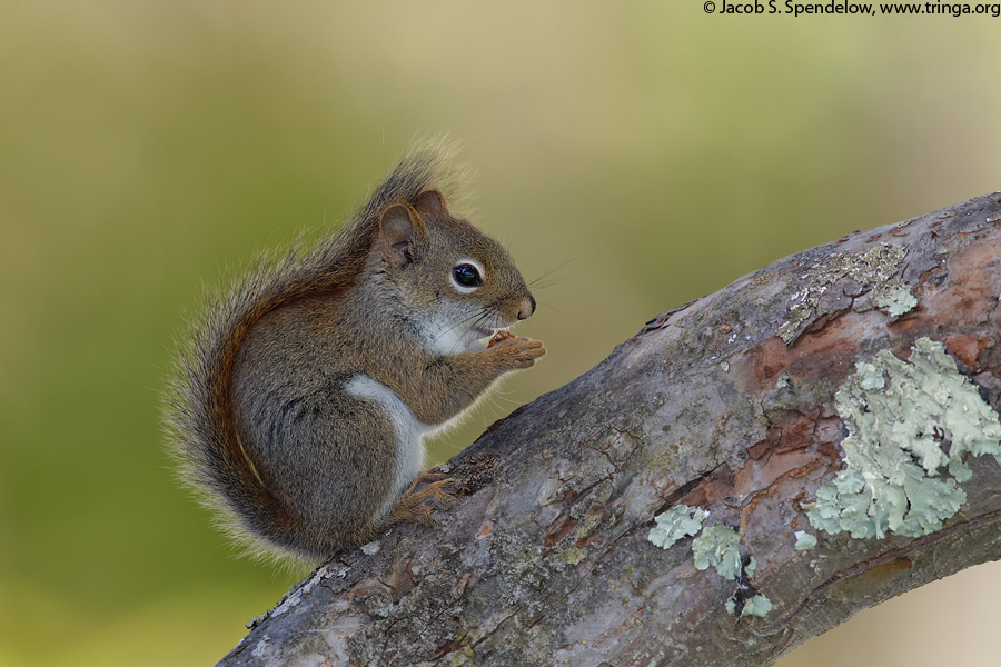 Red Squirrel