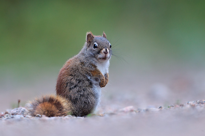 Red Squirrel