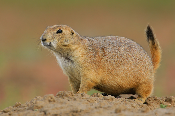 Black-tailed Prairie Dog