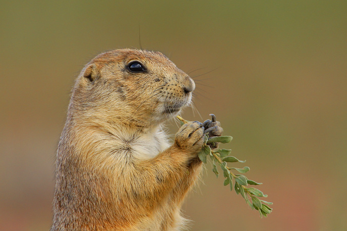 Black-tailed Prairie Dog