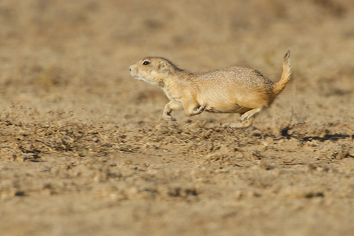 Black-tailed Prairie Dog