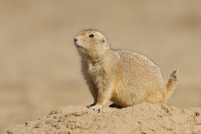 Black-tailed Prairie Dog