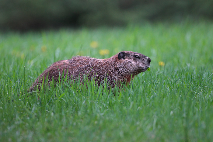 Woodchuck