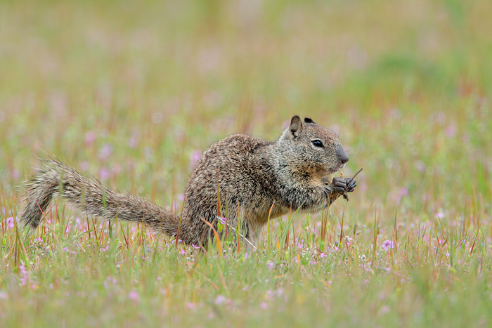 California Ground Squirrel