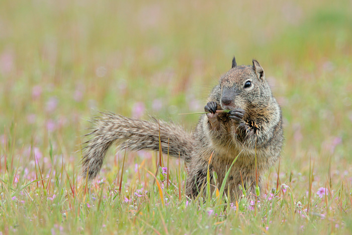 California Ground Squirrel