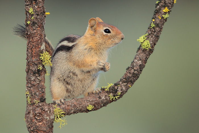 Golden-mantled Ground Squirrel