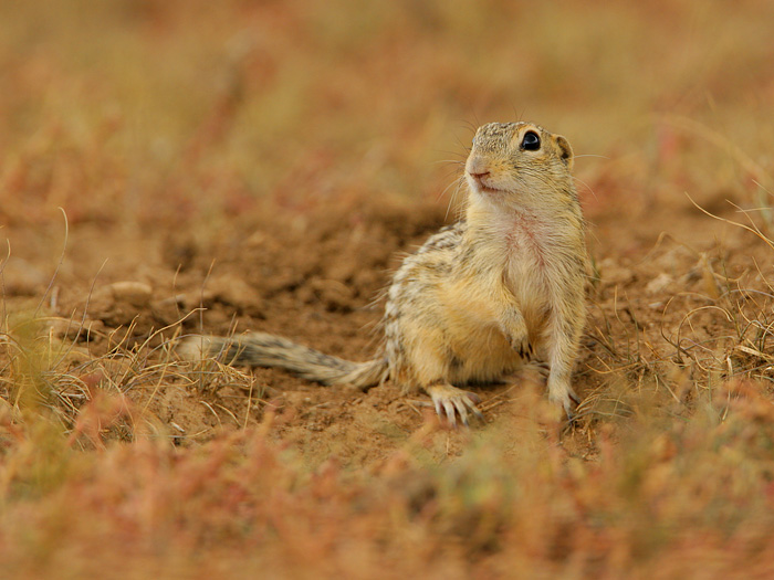 Thirteen-lined Ground Squirrel