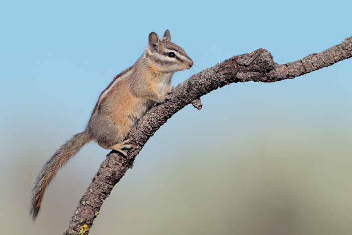 Least Chipmunk