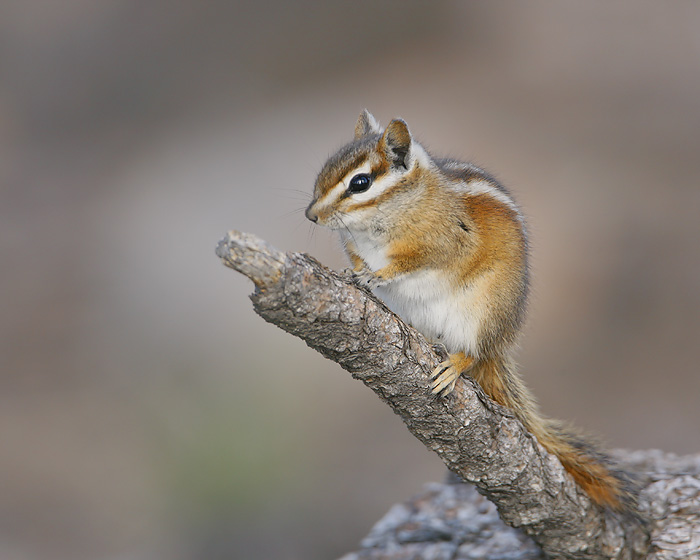 Colorado Chipmunk