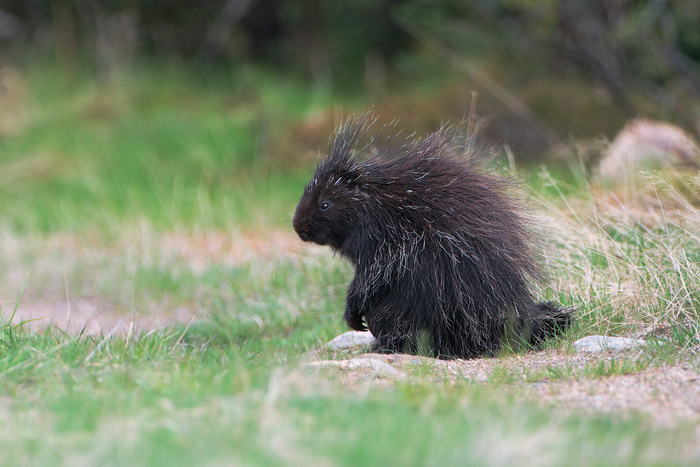 North American Porcupine