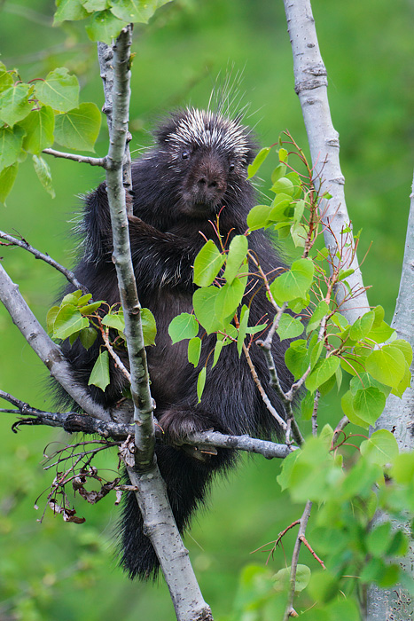 North American Porcupine