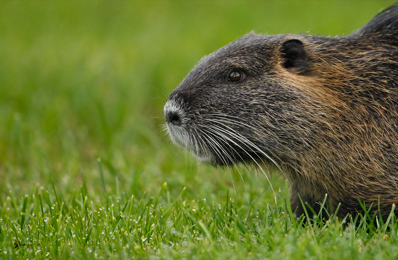 Nutria (Coypu)