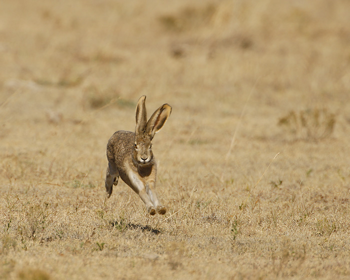 Black-tailed Jackrabbit